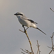 Great Grey Shrike  "Lanius excubitor"